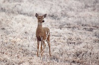 Frosty fawn in Wind Cave.jpg